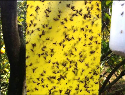 50 Yellow Glue Traps = Against fruit flies