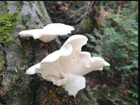 Oyster Mushrooms: 1 Tube of 50ml
