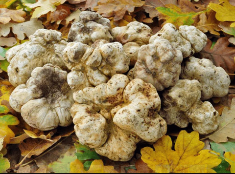White Truffles: 1 Tube of 50ml