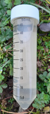 Horn of Plenty mycelium: 1 tube of 50ml
