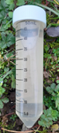 Blonde Morel Mushrooms: 1 x 50ml