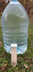 Horn of Plenty mycelium: 1 tube of 50ml