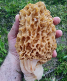 Blonde Morel Mushrooms: 1 x 50ml