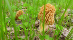 Blonde Morel Mushrooms: 1 x 50ml