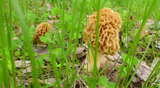 Blonde Morel Mushrooms: 1 x 50ml