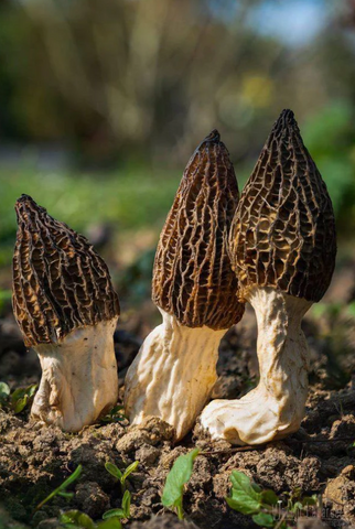 Conical Morel, Cone Morels 1 x 50ml