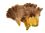 Grey Chanterelle mushrooms = 15ml