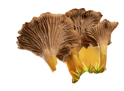 Grey Chanterelle mushrooms = 15ml