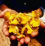 Yellow Chanterelle mushrooms = 15ml