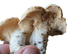 Hedgehog mushrooms = 1 tube of 15ml