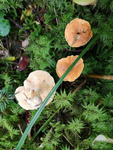 Hedgehog mushrooms = 1 tube of 15ml