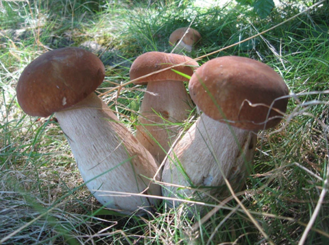 Porcini Mushroom Spores = 1 tube of 50ml