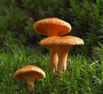 Yellow Chanterelle mushrooms = 15ml